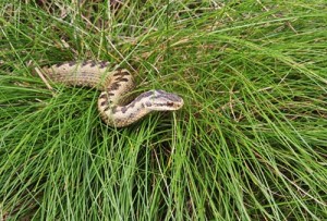 juvenile adder by Roger McPhail