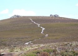 photo courtesy of Trish Steel