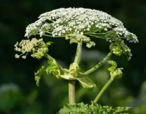 giant hogweed