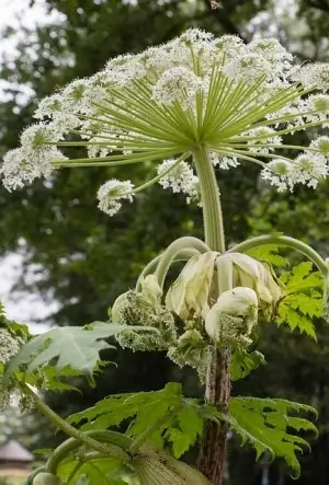 Giant Hogweed