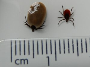 tick engorged with blood